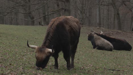 la vaca peluda de longhorn higland está pastando, el ganado está descansando con mamá