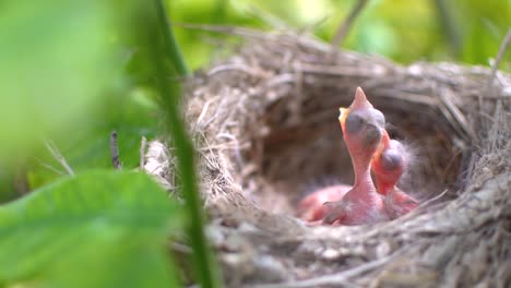 Dos-Pájaros-Recién-Nacidos-En-Un-Nido