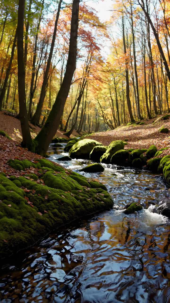 A serene forest stream video captured from a low angle, showcasing moss-covered rocks and autumn