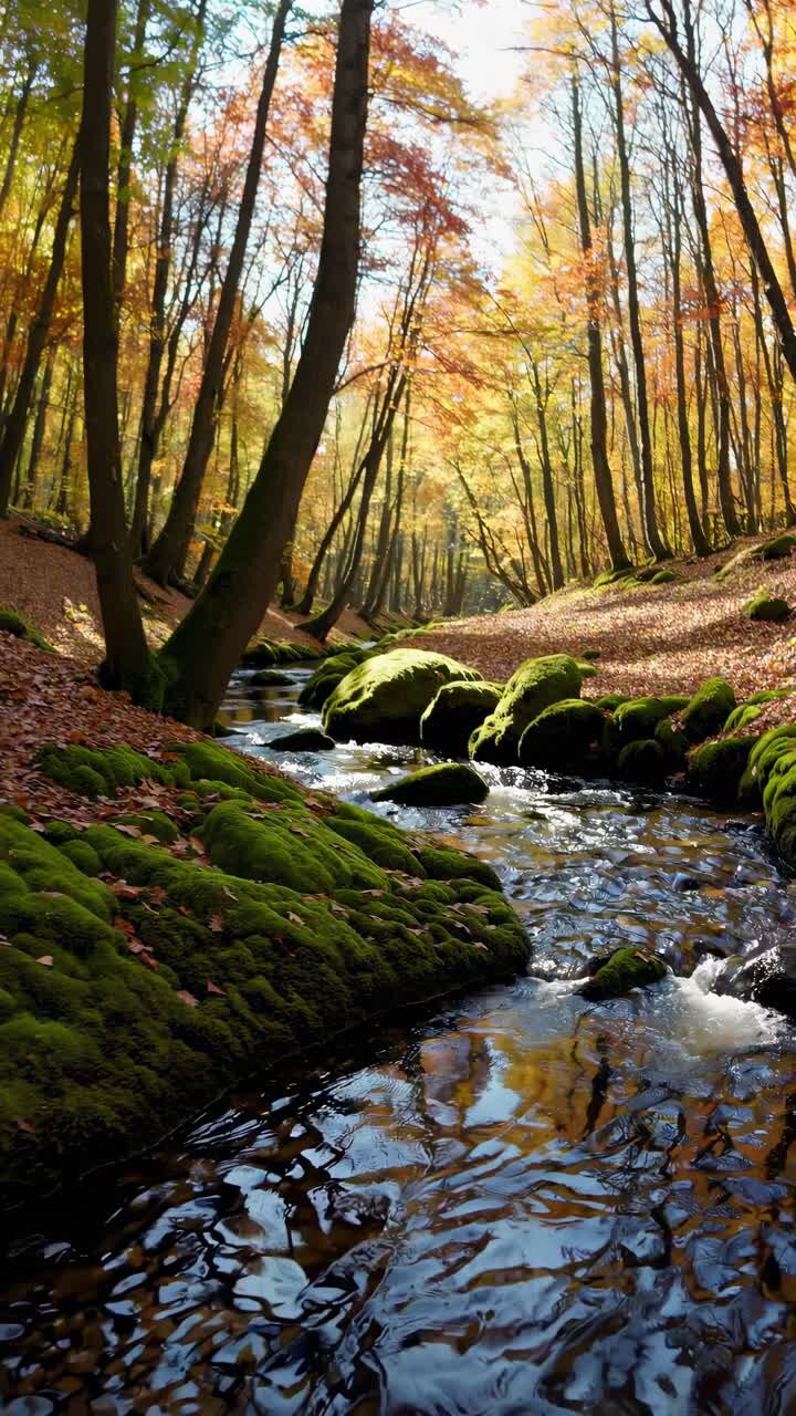 A serene forest stream video captured from a low angle, showcasing moss-covered rocks and autumn