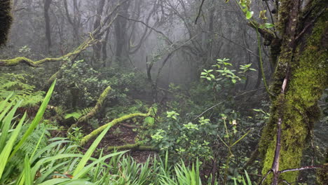 misty forest in parque rural de anaga, feeling eerie and mysterious