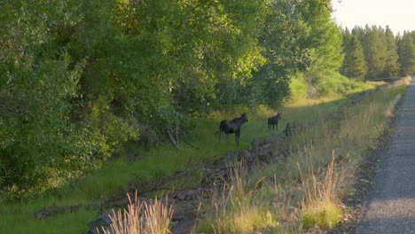 Mama-Und-Kalb-Elch-Am-Straßenrand-Auto-Fährt-Vorbei-Und-Sie-Laufen-Im-Island-Park,-Idaho,-USA