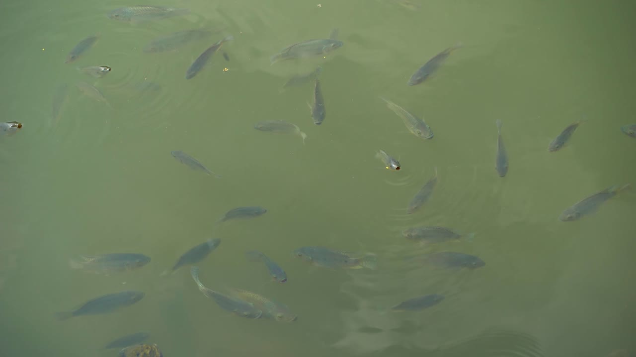 물고기가 물에서 놀고 있다