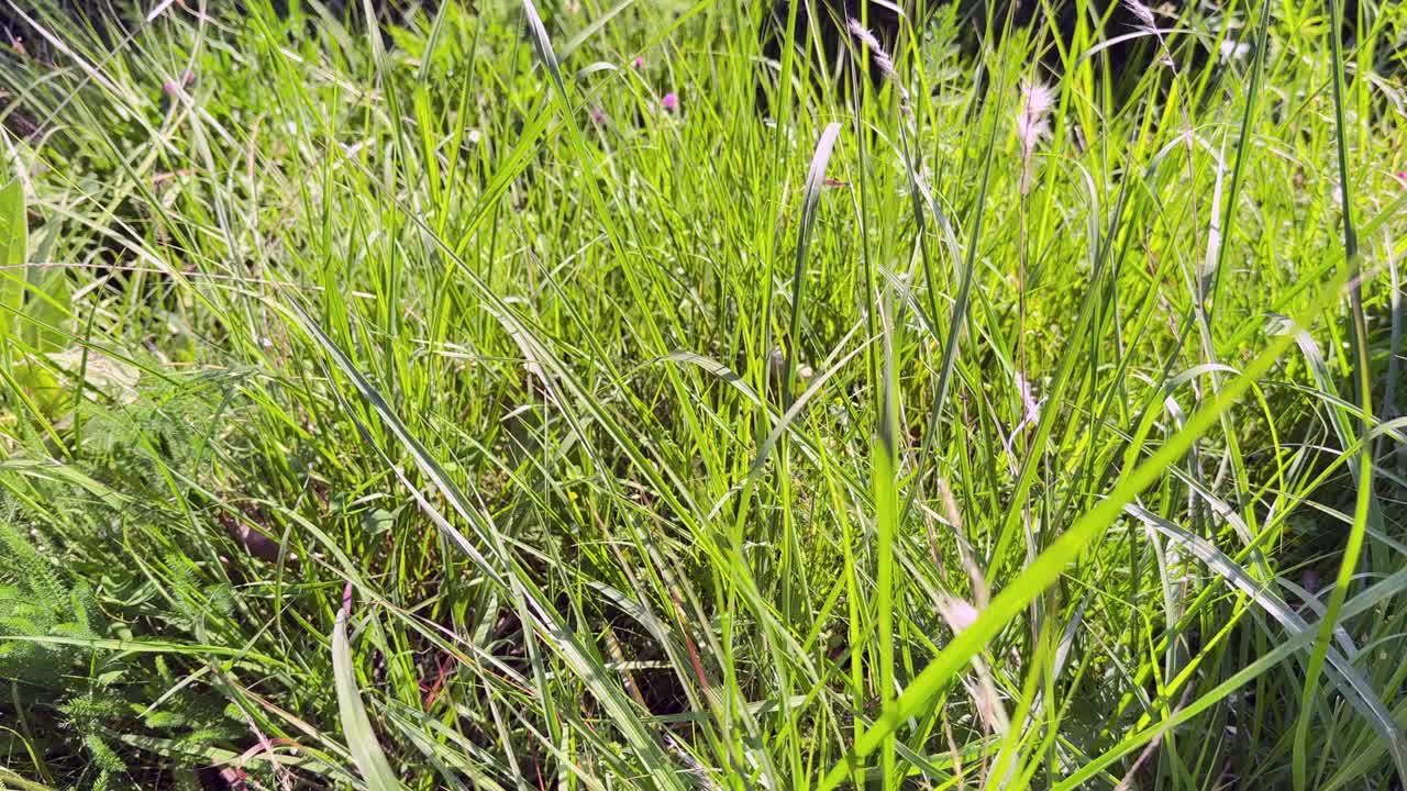 Beauty of Rural India and farmers land, Nature beauty, Hills, Green Fields with Village Life in Forest area and Timeless Travel Escapes