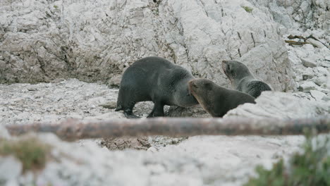 lobos marinos de nueva zelanda y vacas descansando en los acantilados costeros rocosos