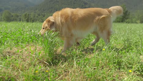 perro golden retriever explora y entra en un campo de hierba alta