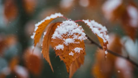 a serene winter scene featuring a close-up of autumn leaves dusted with fresh snowflakes, capturing the beauty and contrast of seasonal change and nature's artistry