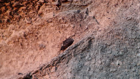 Cockchafer-beetle-walking-on-rocky-surface-at-sunset,-static,-closeup