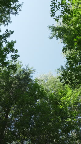 forest canopy view