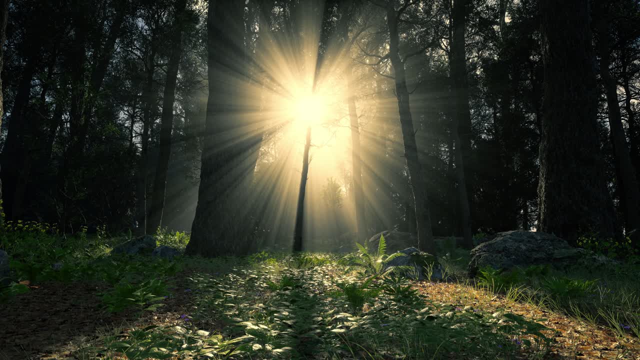 Beautiful Sunlight In The Forest
