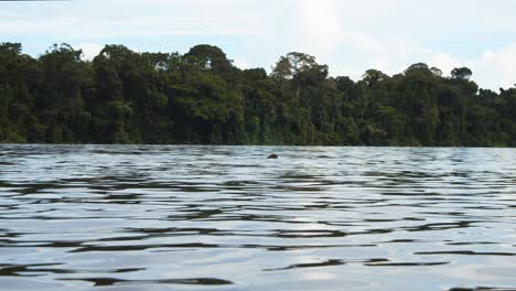 punto de vista de las nutrias al nivel del agua de la familia de nutrias gigantes nadando en el río además de la selva amazónica