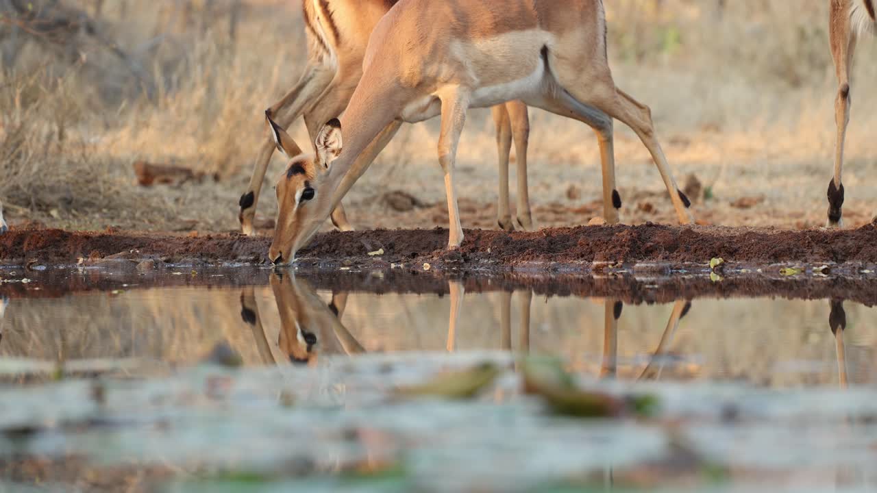 Medium shot of a female impala antelope is drinking in front of an underground hide, Greater Kruger.