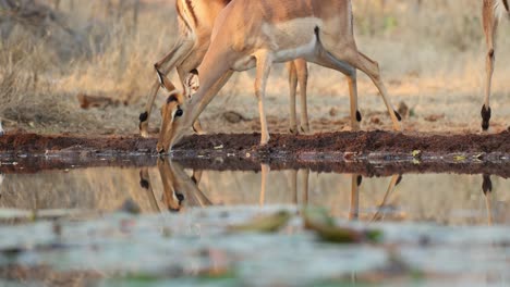 medium shot of a female impala antelope is drinking in front of an underground hide, greater kruger.