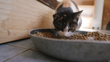 slow motion footage of a calico cat eating cat food out of a large tin