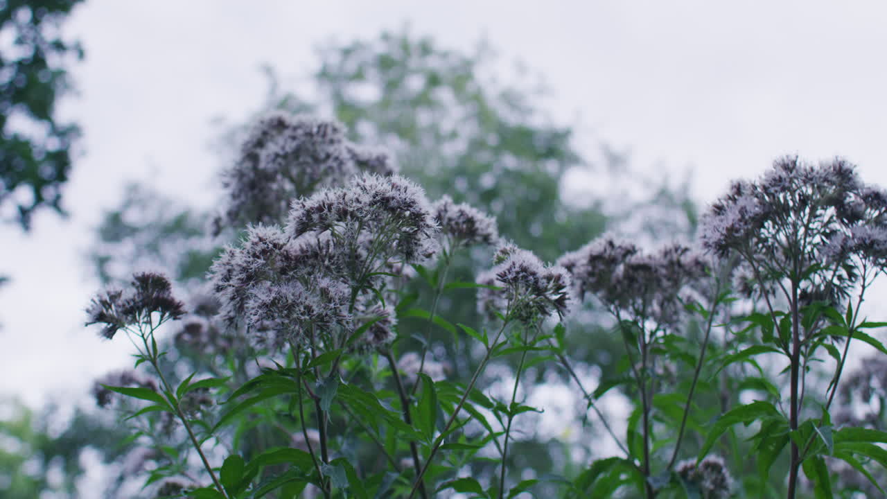 cerca de una toma amplia de algunas flores moradas que crecen en un parque