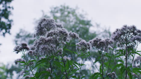 Close-to-wide-shot-of-some-purple-flowers-growing-in-a-park