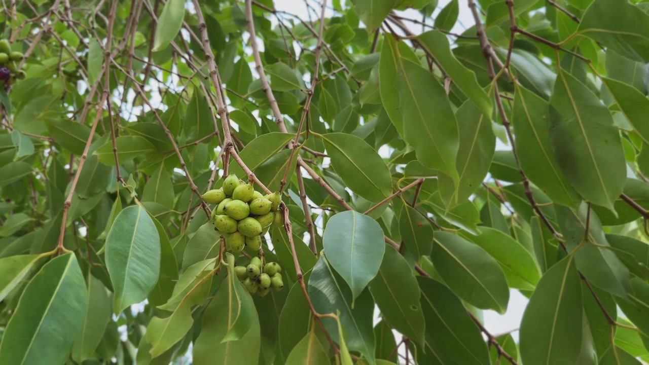 Vista em close-up de um denso cacho de frutas Jamun verdes penduradas em galhos esguios. Cercadas por folhas brilhantes, as bagas em desenvolvimento destacam um estágio inicial do crescimento sazonal da fruta