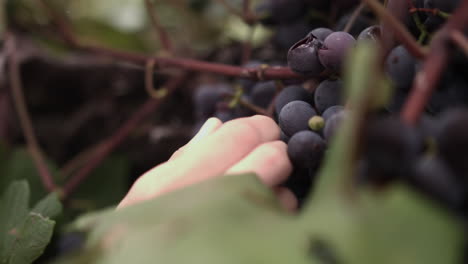 Primer-Plano-De-Una-Mano-Femenina-Recogiendo-Uva-Concordia-De-La-Rama-De-Un-árbol