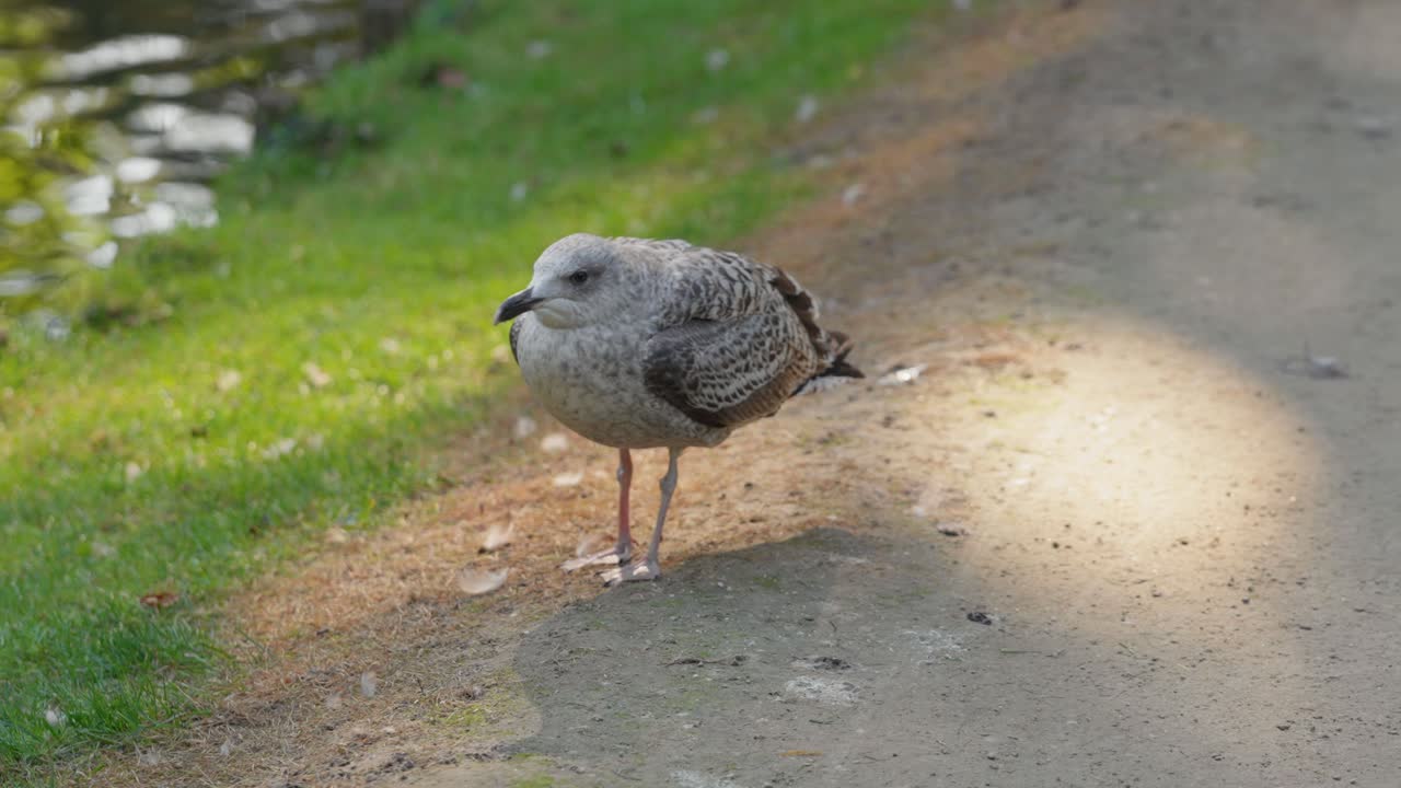 A seagull stands alone on a sunlit forest path near a grassy area, showcasing natural wildlife behavior in a peaceful outdoor setting