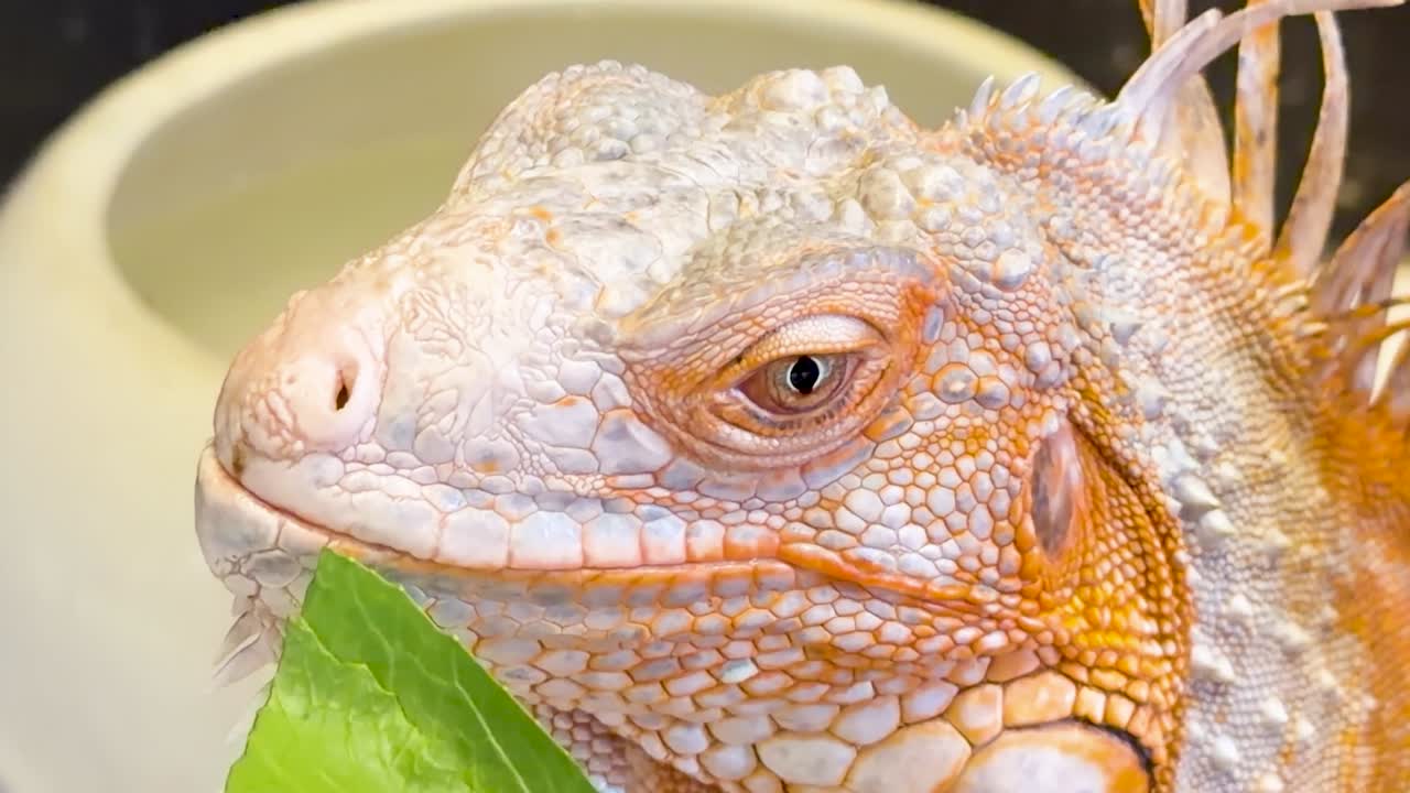 Macro che si concentra sulla testa e sull'occhio di un'iguana arancione mentre mangia verdure a foglia verde.