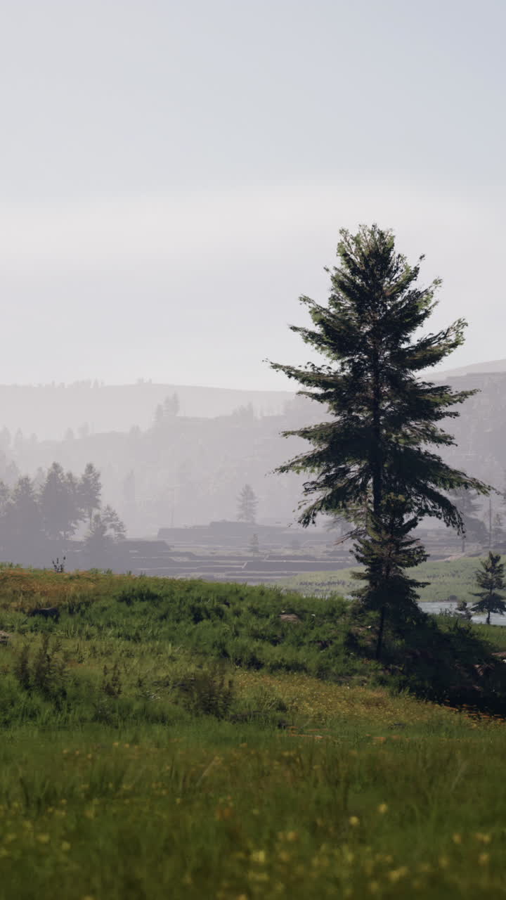 hermoso paisaje natural con árboles altos y montañas nieblosas