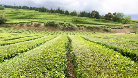 hilly landscape in asia on outdoor tea plantation after harvesting