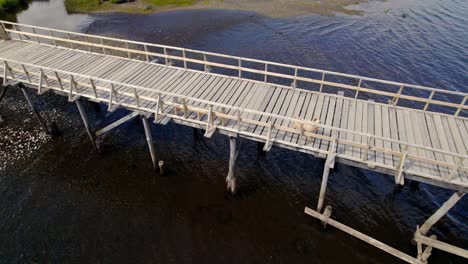 Golden-Dog-jumps-excited-staring-at-Drone-Flying-above-wooden-Lake-Bridge-Dock,-Aerial-view