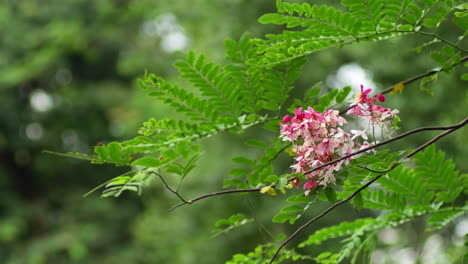 the blossoms of cassia javanica are blooming in springtime