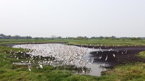 Jabiru-Und-Waldstörche-Entspannen-Sich-Auf-Einem-See-In-Brasilien,-Drohnenbild