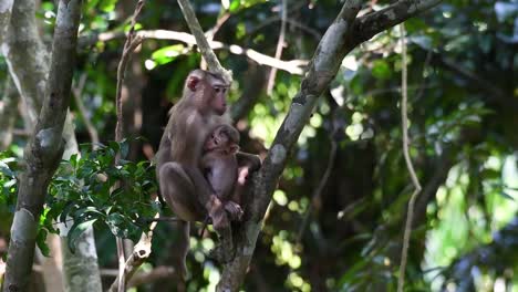 El-Macaco-De-Cola-De-Cerdo-Del-Norte-Es-Un-Primate-Que-Se-Encuentra-Comúnmente-En-El-Parque-Nacional-De-Khao-Yai,-Aunque-Es-Una-Especie-Vulnerable