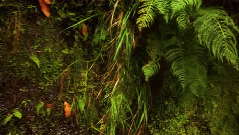 Agua-De-Manantial-Natural-En-25-Fontes-Falls-En-La-Isla-De-Madeira,-Portugal