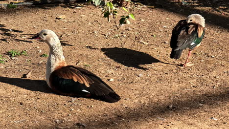 Die-Orinokogans-In-Einem-Garten.-Nahaufnahme