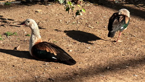 The Orinoco goose in a garden. Close-up shot