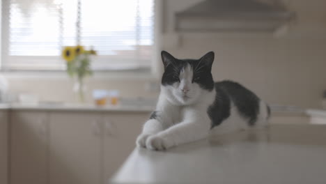 A-sleepy-cute-black-and-white-cat-sitting-on-table