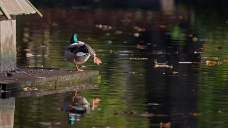 mallard duck lifting leg standing by man made duck house at the pond in slow motion