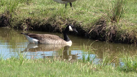 canada goose bird in water