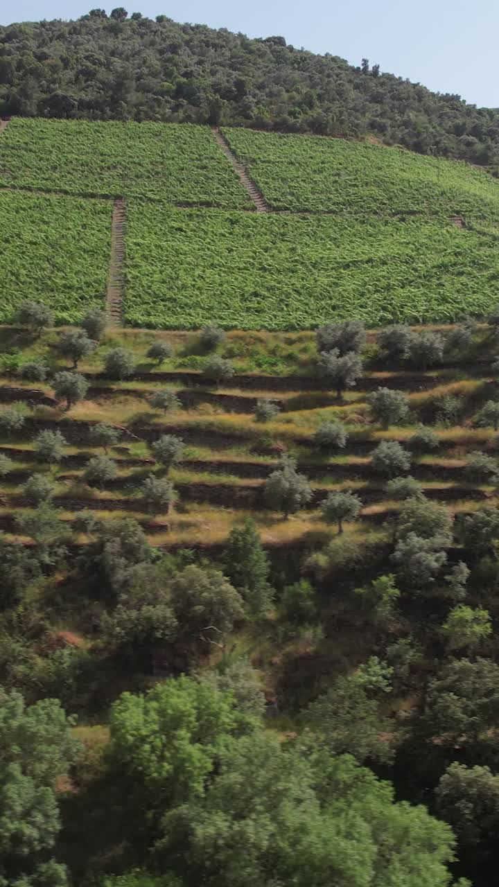 Vineyards on the Bank of the River Vertical View
