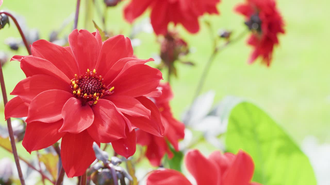 Bright red flowers in sharp focus sway gently outdoors, surrounded by green foliage and soft background, under natural daylight with minimal camera movement