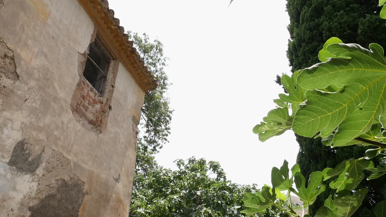 Foglie di fico che ondeggiano al vento con un vecchio mulino in pietra sullo sfondo a Vélez de Benaudalla, Granada