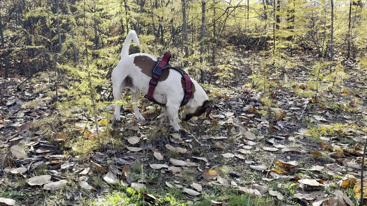 Happy dog explores autumn forest scents