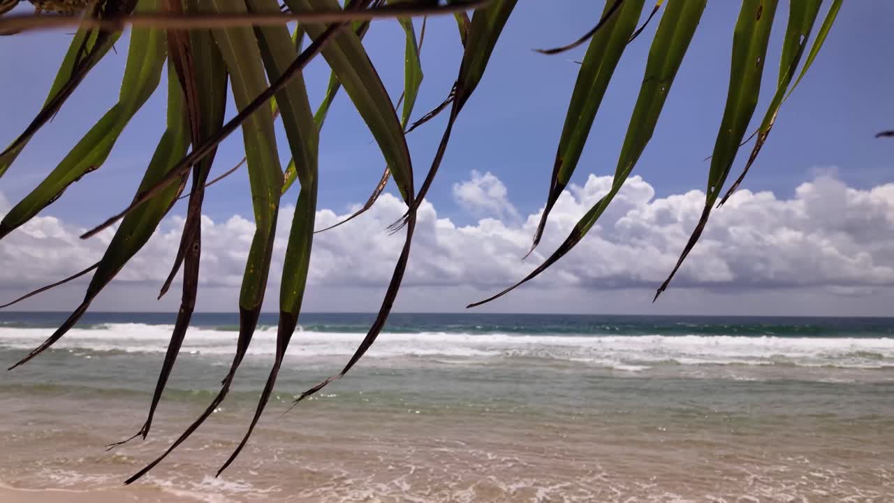 Exotic plants over calm sea breeze ocean waves nature holiday relaxation place Sri Lanka
