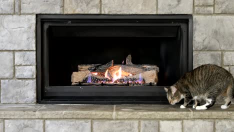 cat staying warm near glowing fireplace