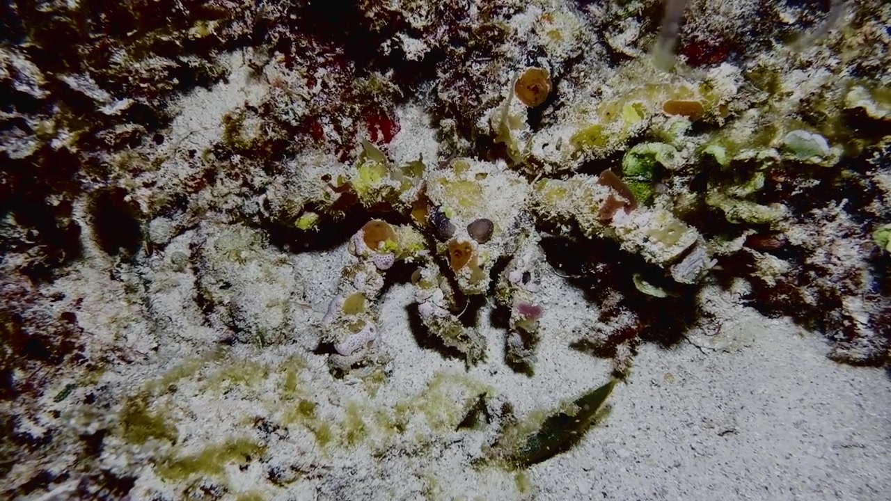 Granchio decorato che si mimetizza in una barriera corallina rocciosa a Mauritius. Filmato subacqueo della fauna marina che evidenzia il camuffamento naturale, le trame intricate e l'affascinante biodiversità dell'oceano tropicale
