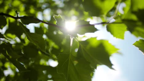 Sonnenlicht-Scheint-Durch-Blätter-4