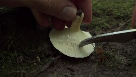 macro closeup of man's hand cutting milk cap gill mushroom with knife, static