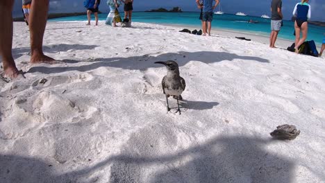 small bird of the galapagos islands is moving his neck out of curiosity, he is standing on a white sand beach of the galapagos islands with people in the back.