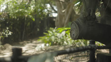 a tree branch next to a wire fence with out of focus trees and plants in the background