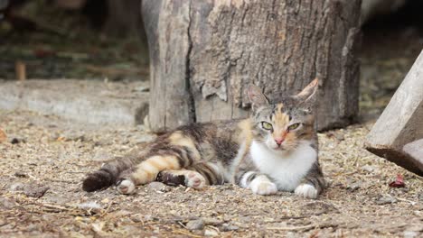 Gestreifte-Katze,-Die-Sich-Auf-Dem-Boden-Entspannt-Und-Hühner-Beobachtet,-Die-In-Der-Nähe-Spazieren-Gehen