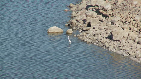 lone bird in salton sea