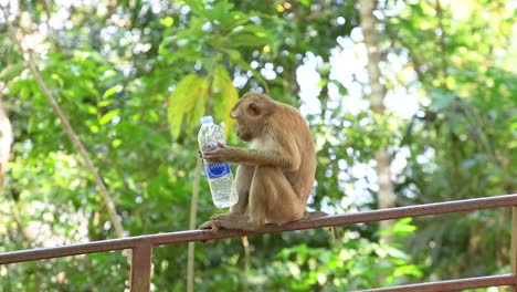 a monkey skillfully drinks from a plastic water bottle while perched on a railing in a lush, green environment